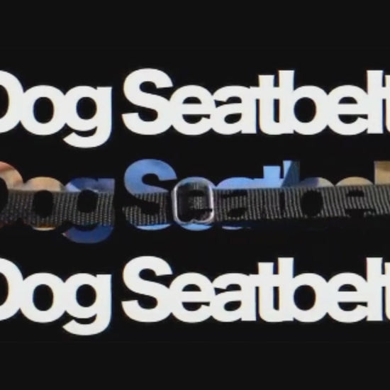Dog Car Seatbelt Lead Video